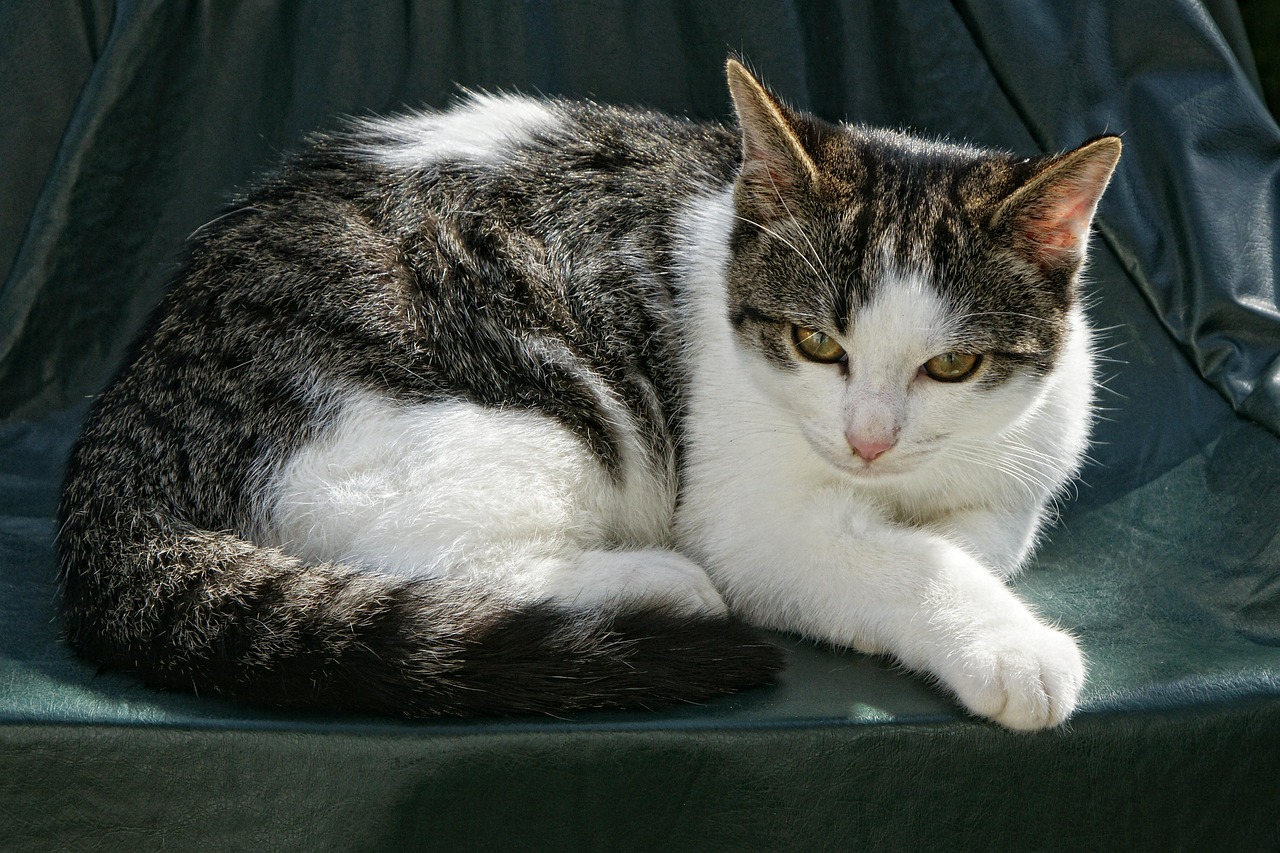 探索猫皇资讯之巅，全方位领略猫咪世界的精彩纷呈
