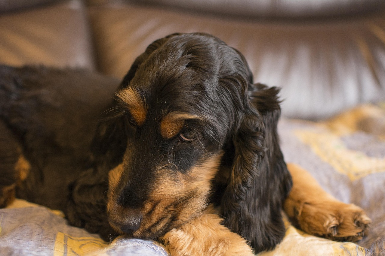 全面解析可卡犬价格因素，价格多少钱一只？