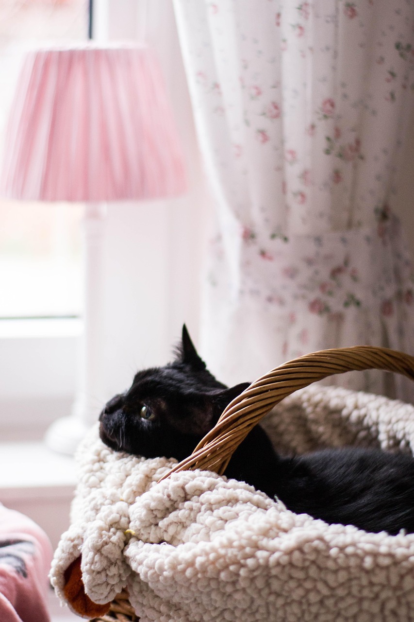 最新卡通猫咪作品，探索迷人猫咪世界的魅力