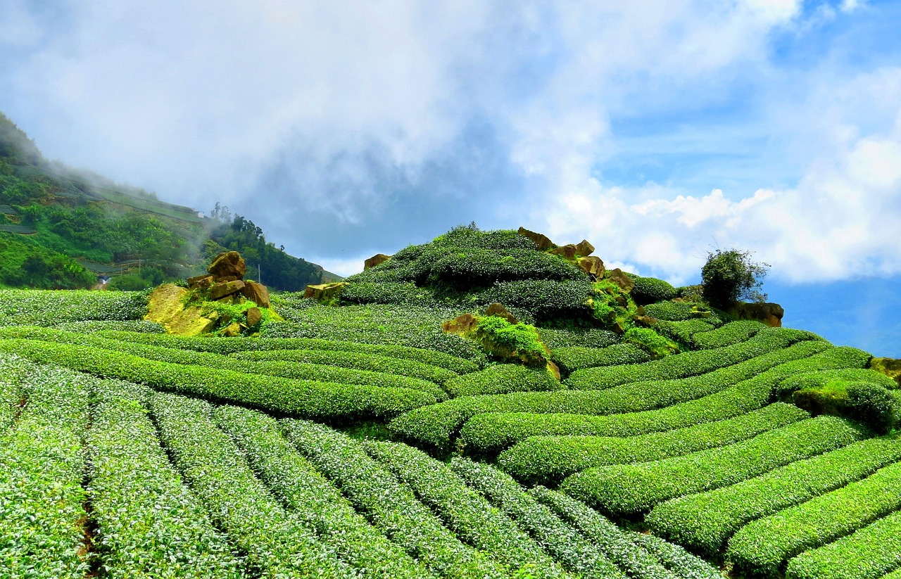 茶上市公司引领茶叶产业迈向新高峰