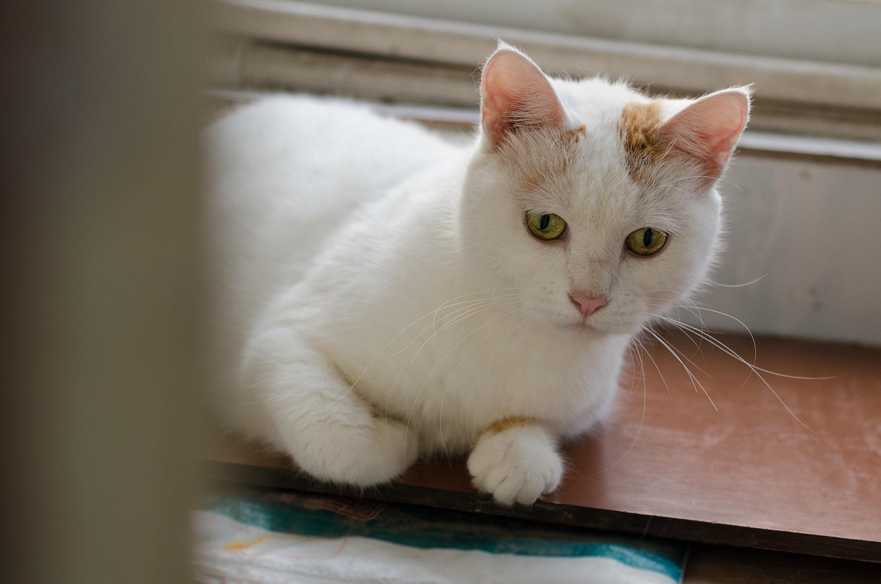 探索猫咪世界，最新资源与全新视角分享