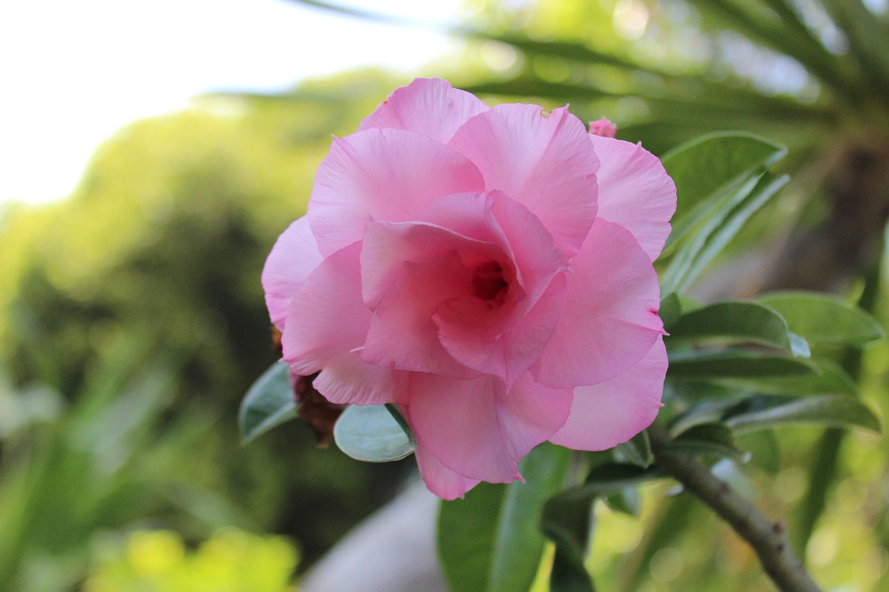 琉璃美人全新风采,跨越时空的魅力绽放