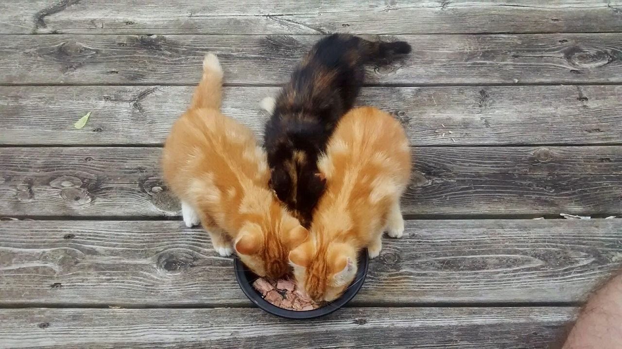 猫咪专属应用，科技与爱猫的完美融合