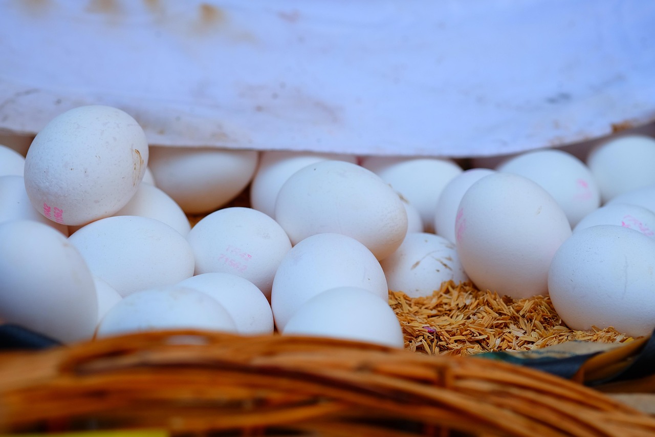 网约车行业动态,变革、挑战与未来展望的探讨与解析