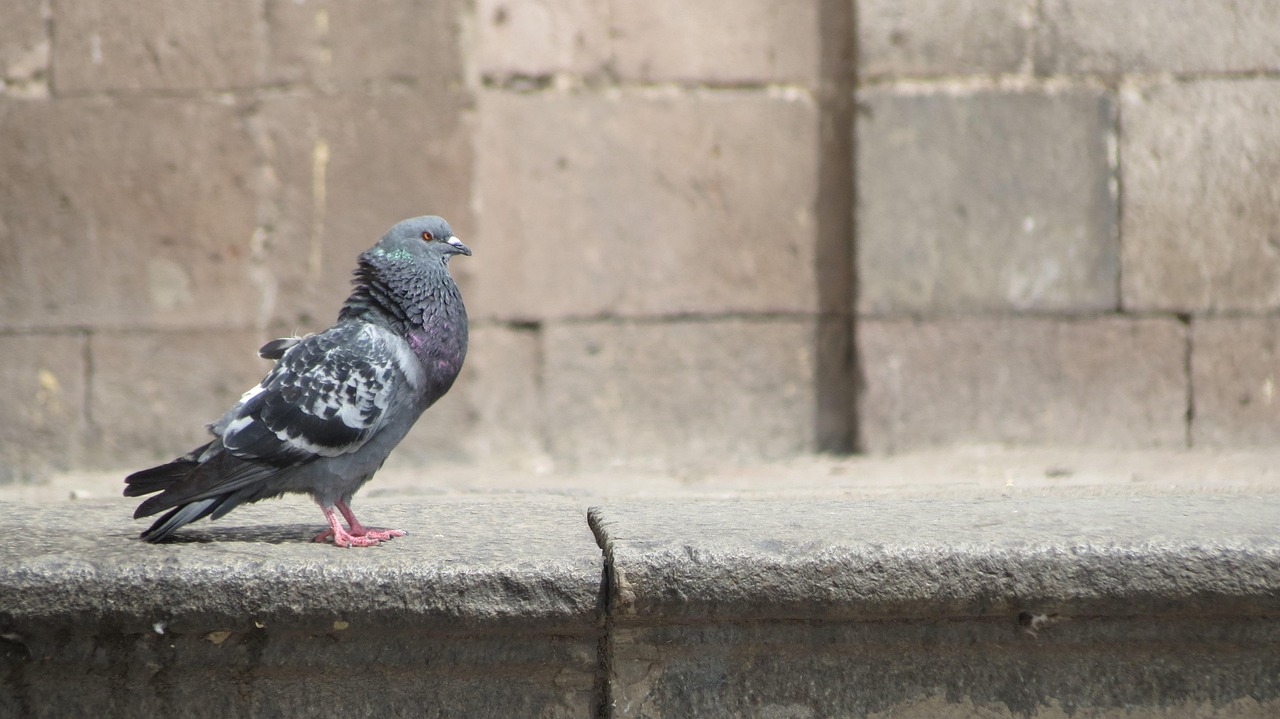 赛沃信鸽比赛直播,云端盛宴展现速度与激情
