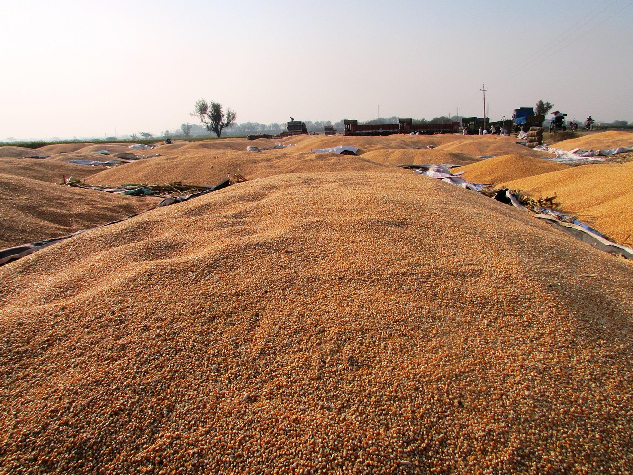 豆粕价格行情详解及趋势分析