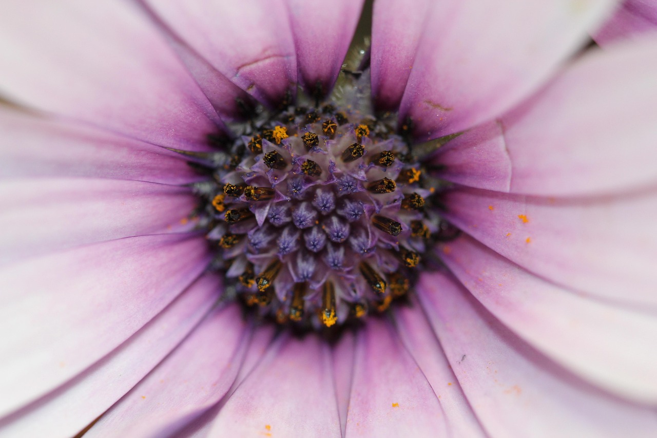 最新资讯，3公斤白条鸭售价动态