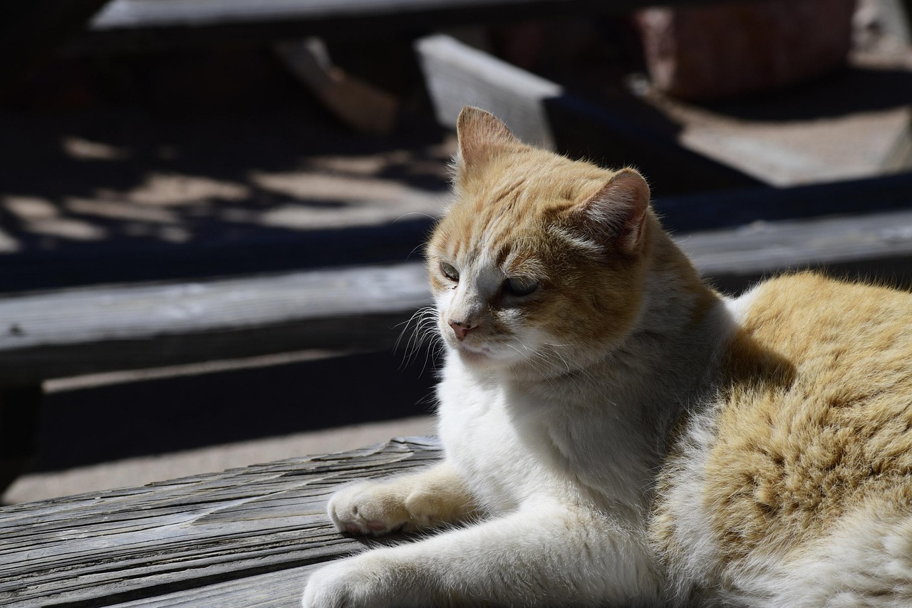 关于猫破解版下载的探讨与官方下载指南 2021年最新资讯