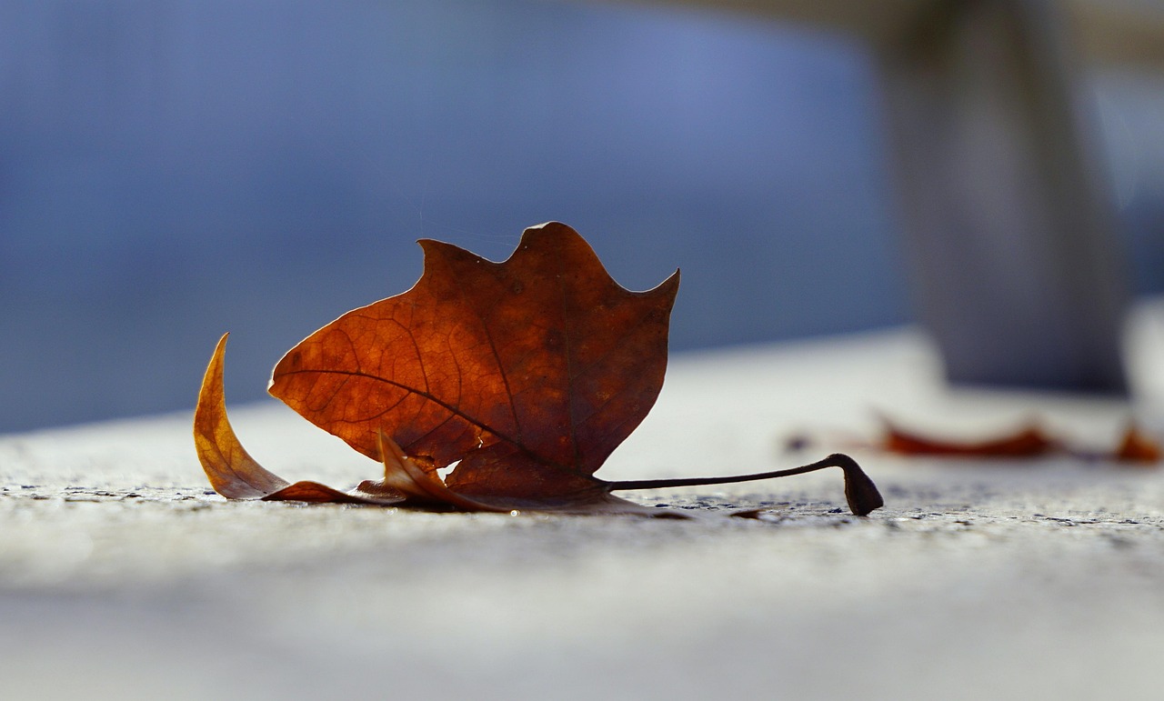 朗动召回最新动态全面解析及前景展望