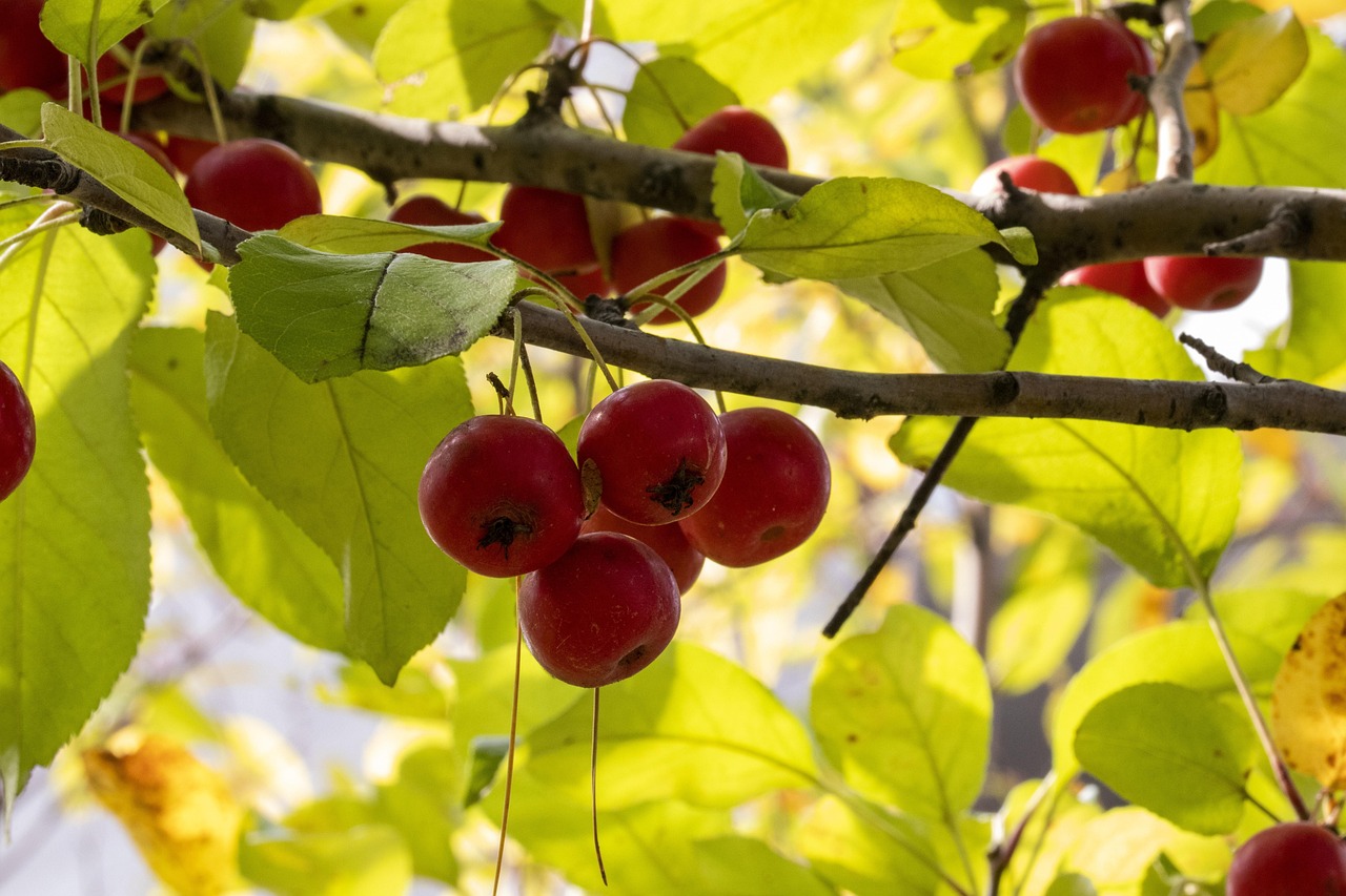 GoGoing与小苍持续探索未来,最新动态揭秘