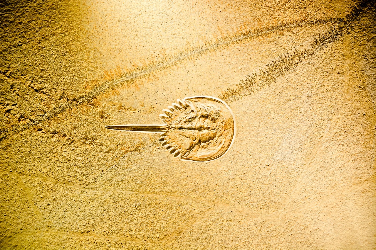 郭锦恩新动态,潮流引领,多元才华展现风采