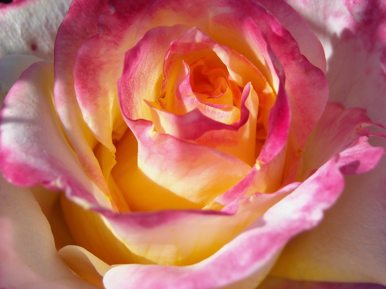 二次元魅力之旅,动漫桃子的现实与幻想之旅