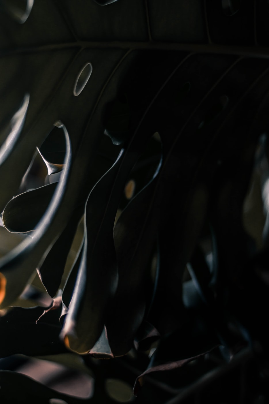 风华如故 第2页