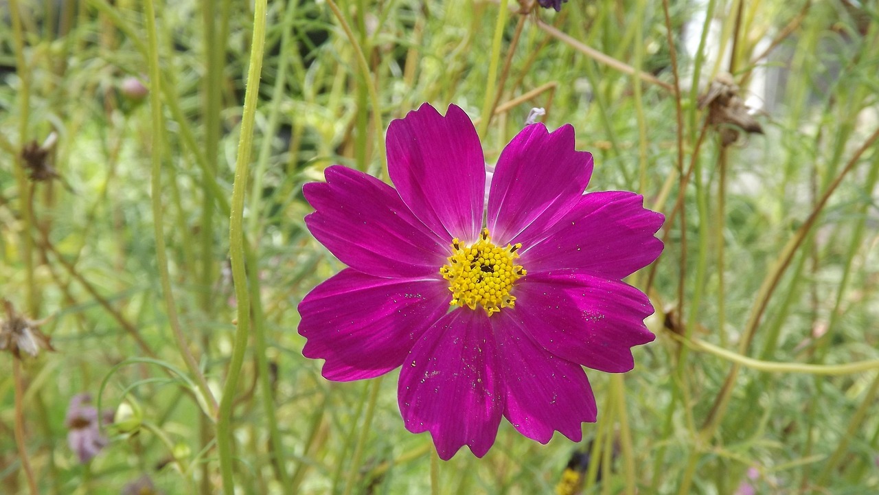 鲜花盛开的山村演员表,山村故事中的星光熠熠