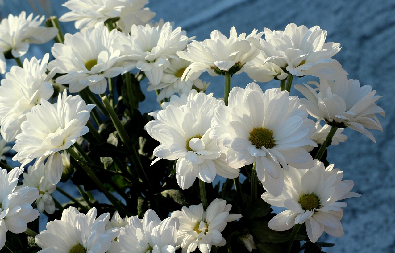 大鱼海棠动漫头像，魅力背后的故事背景解析