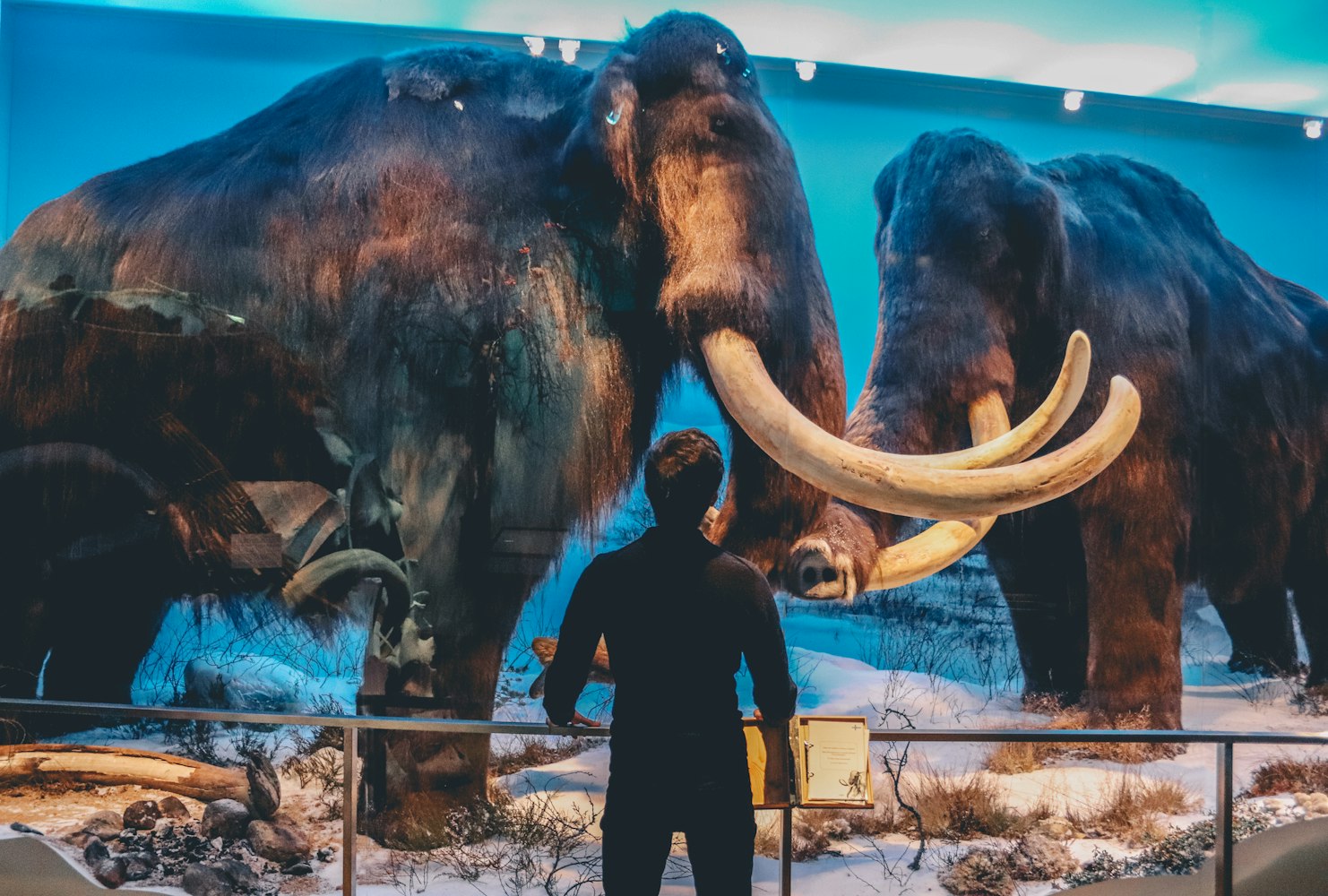 动物世界电影,展现生命魅力的影像艺术之旅