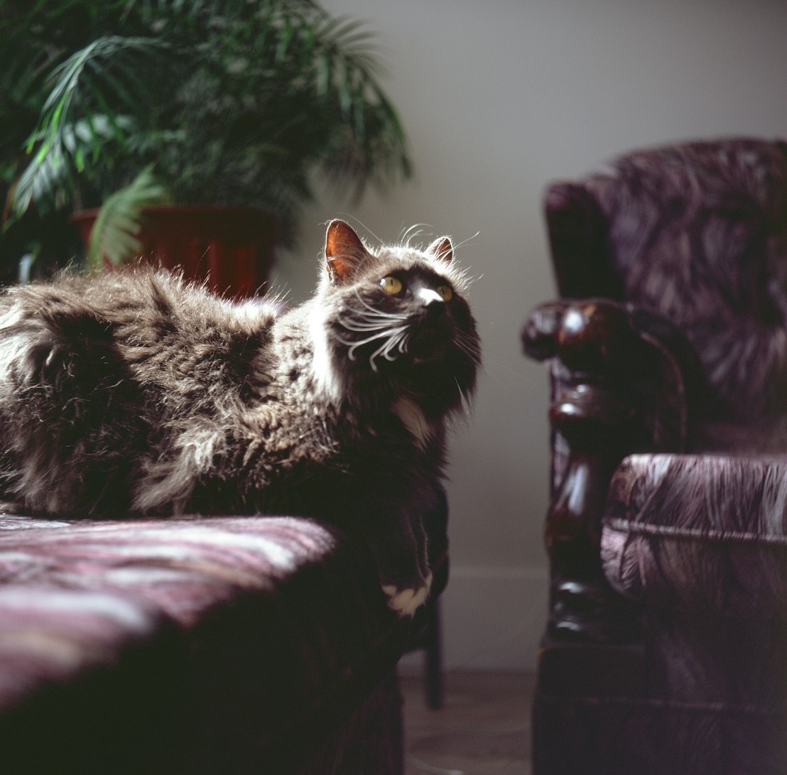 电影里狗的名字,银幕下的忠诚与情感的探寻之旅