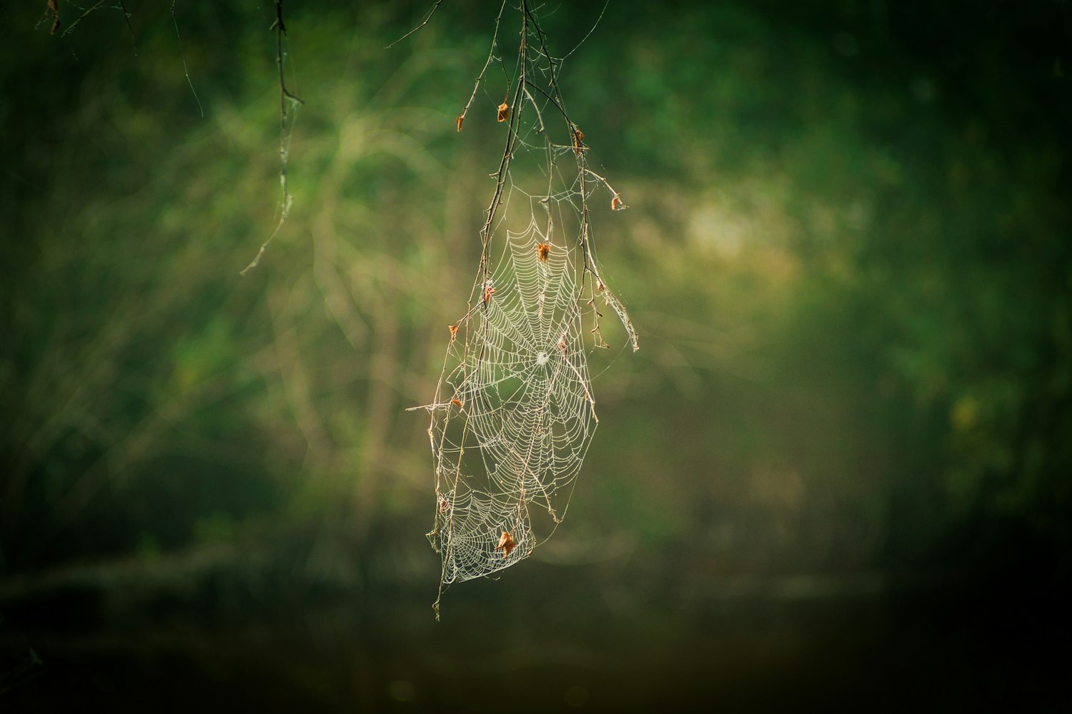 冬虫夏草资讯深度解析与探讨