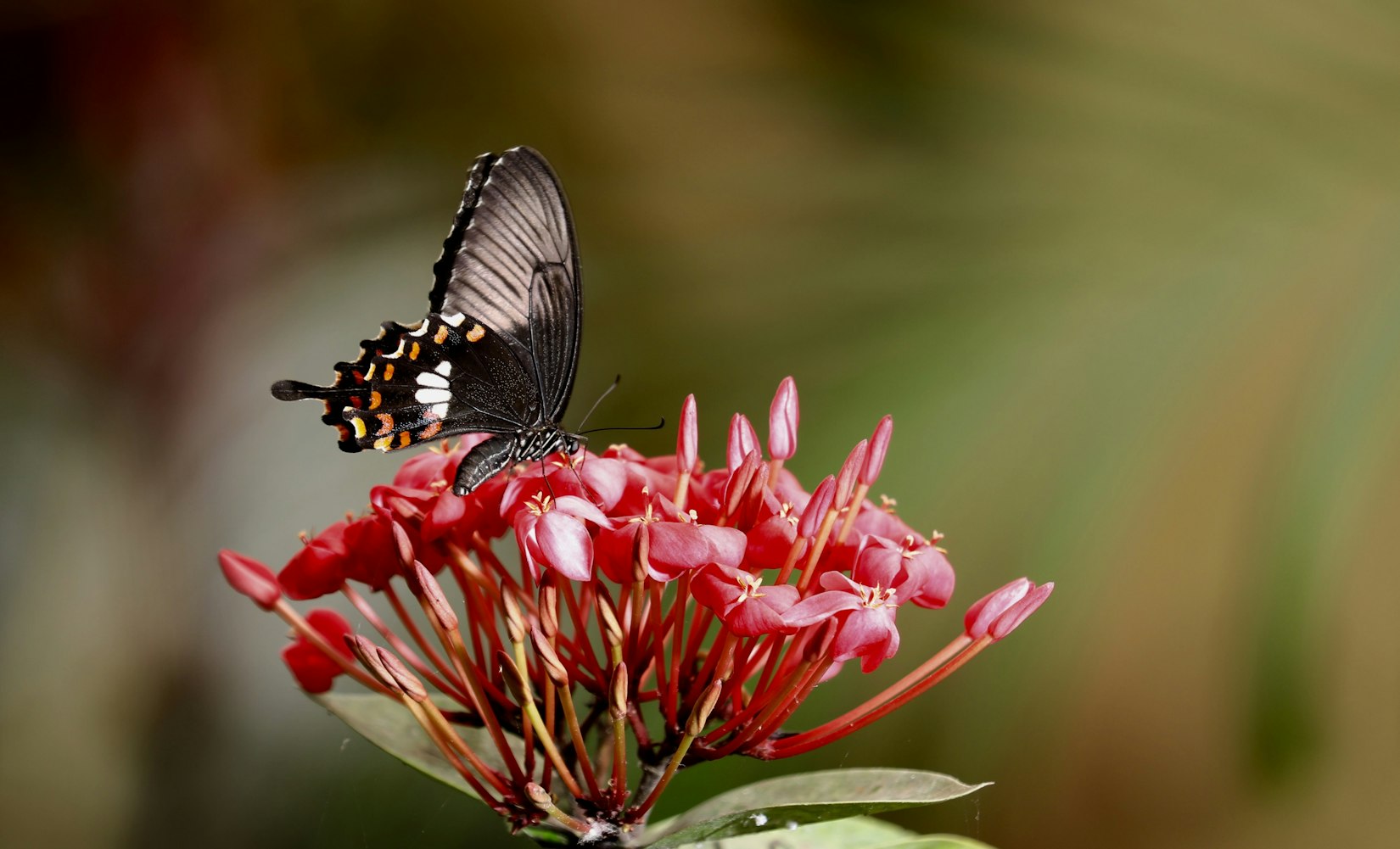 冬虫夏草资讯深度解析与探讨
