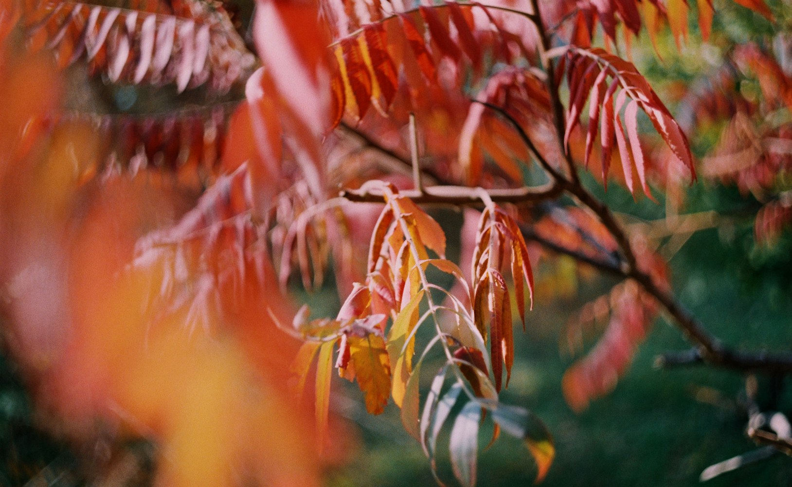 山神电影,自然与神话的交融之作揭秘!