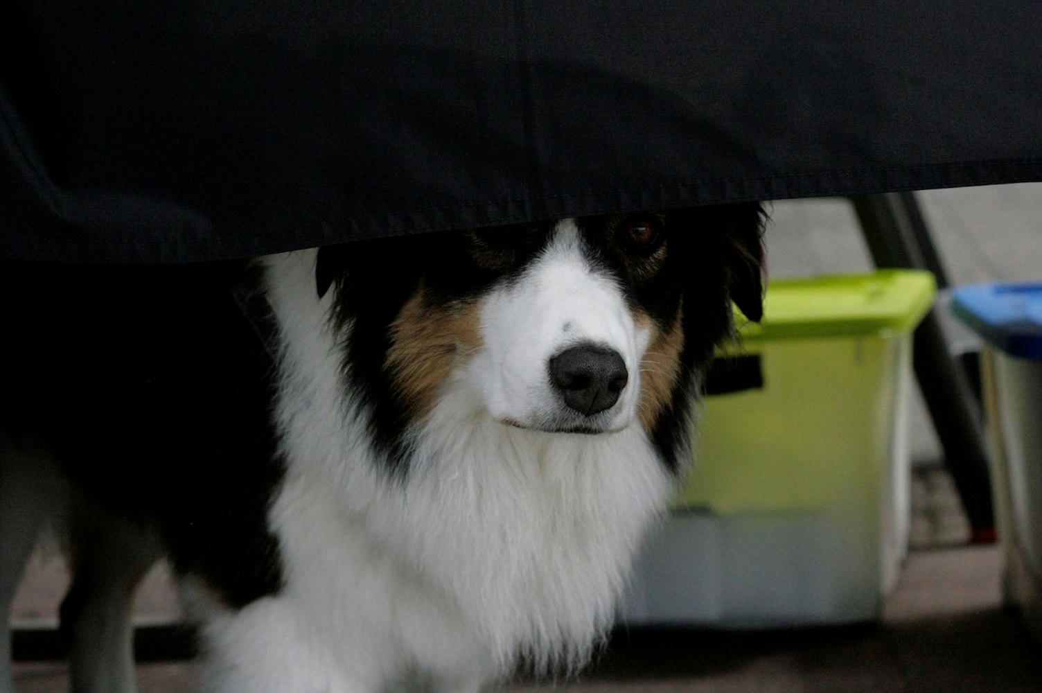 天一犬舍新品长毛犬种公探索,长毛犬的魅力与独特之处