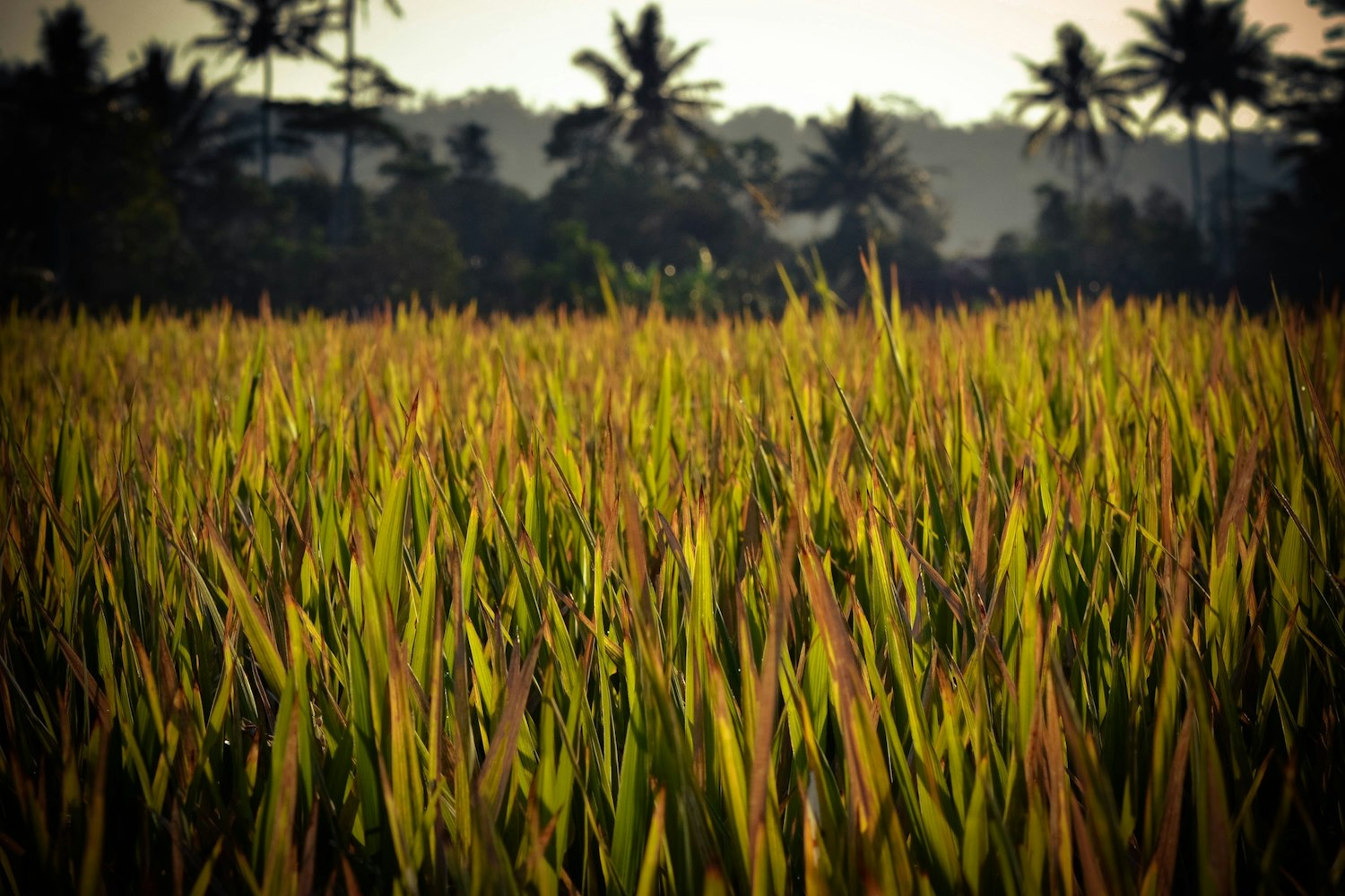 最新丰收图片大赏,探索丰收之美的壮丽景象