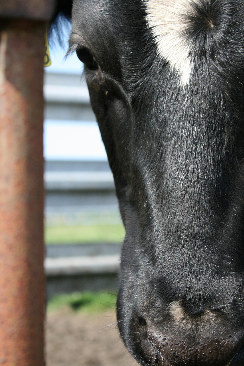 生牛价格行情深度分析与展望