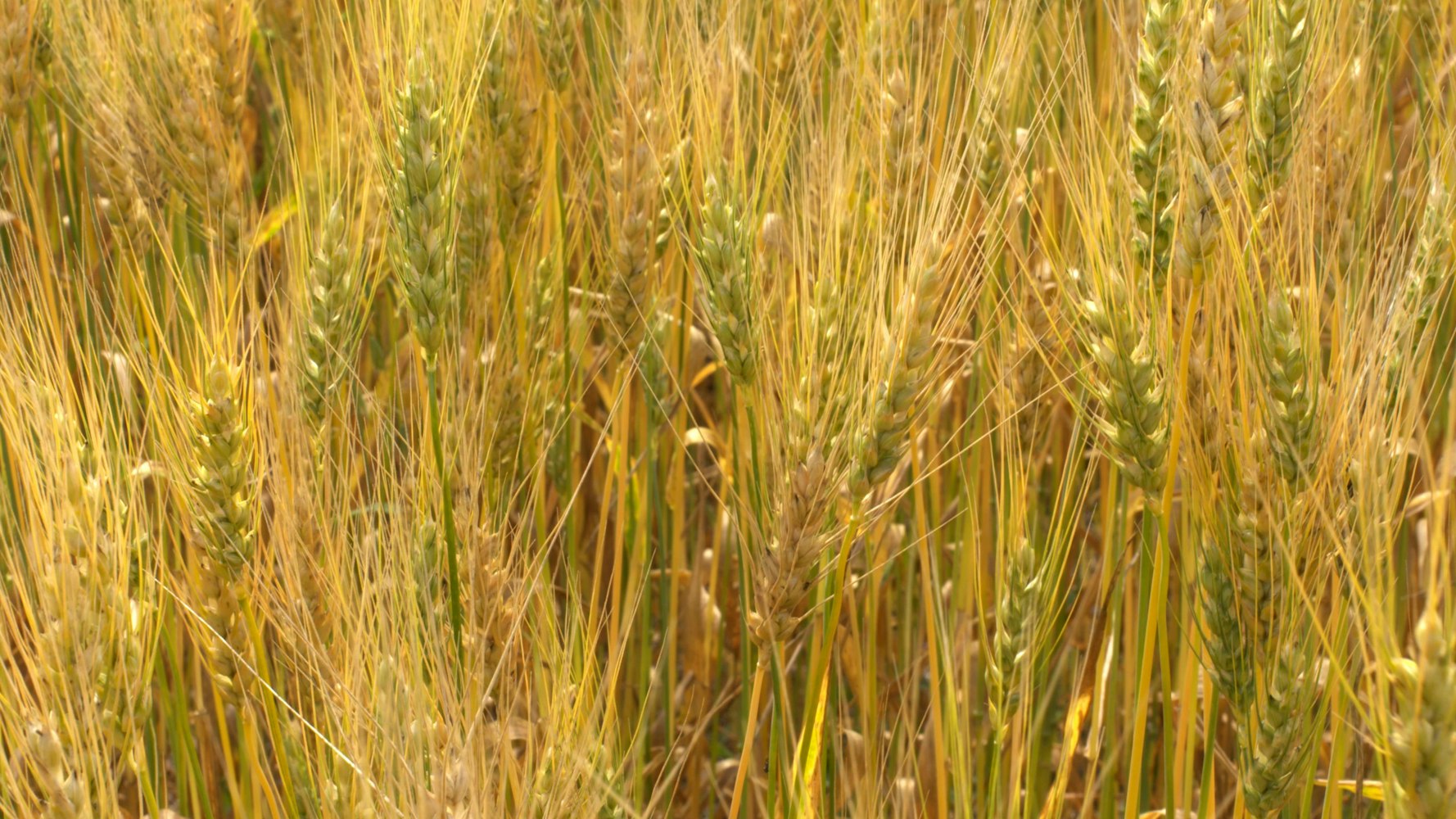 三农股票,探索农业、农村、农民的金融发展之路