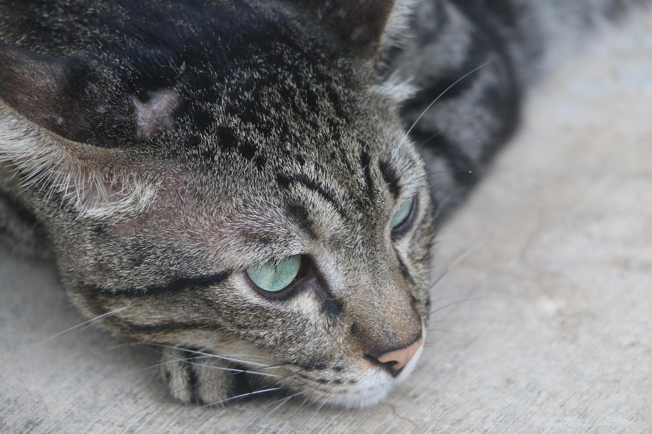 训猫比赛,探索猫的天赋,展现人的智慧