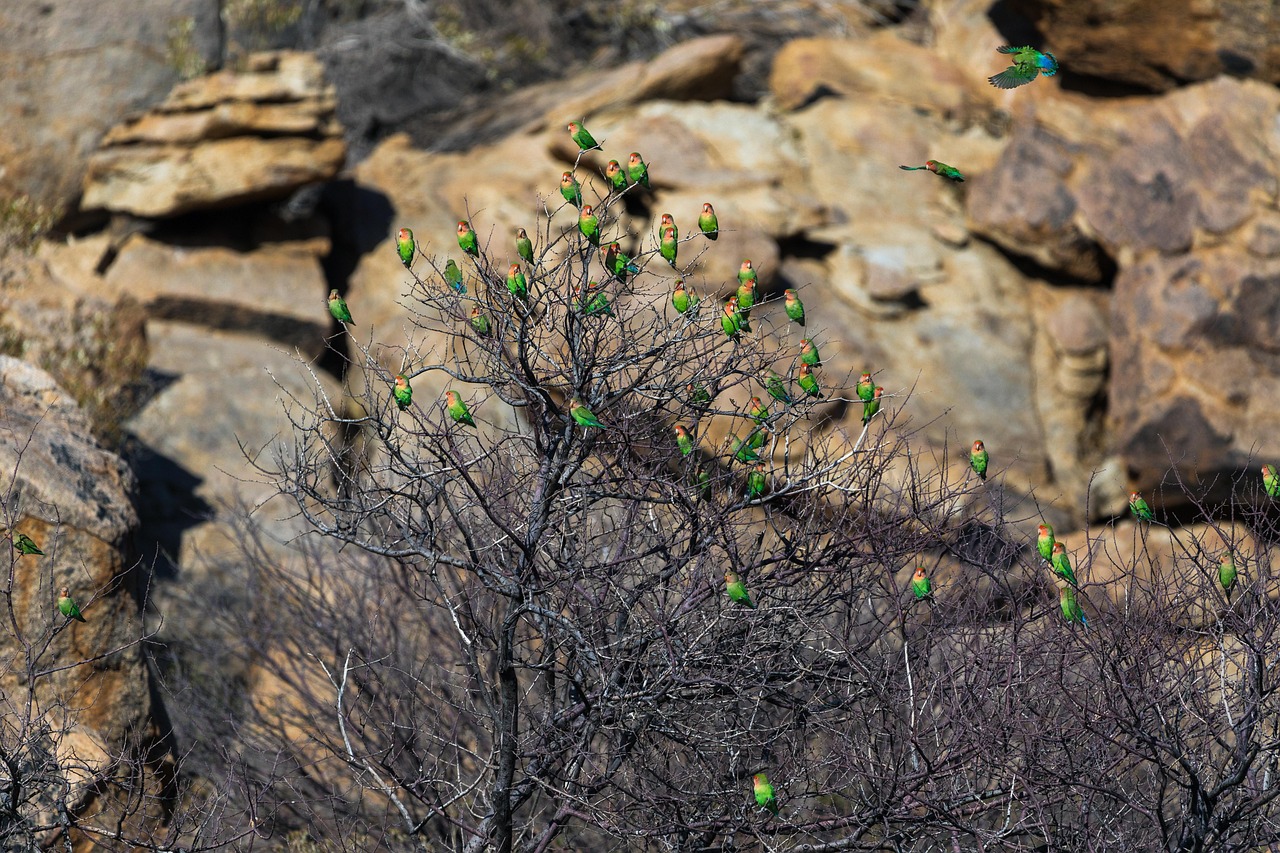 探索鹦鹉世界的最新动态与惊喜变化