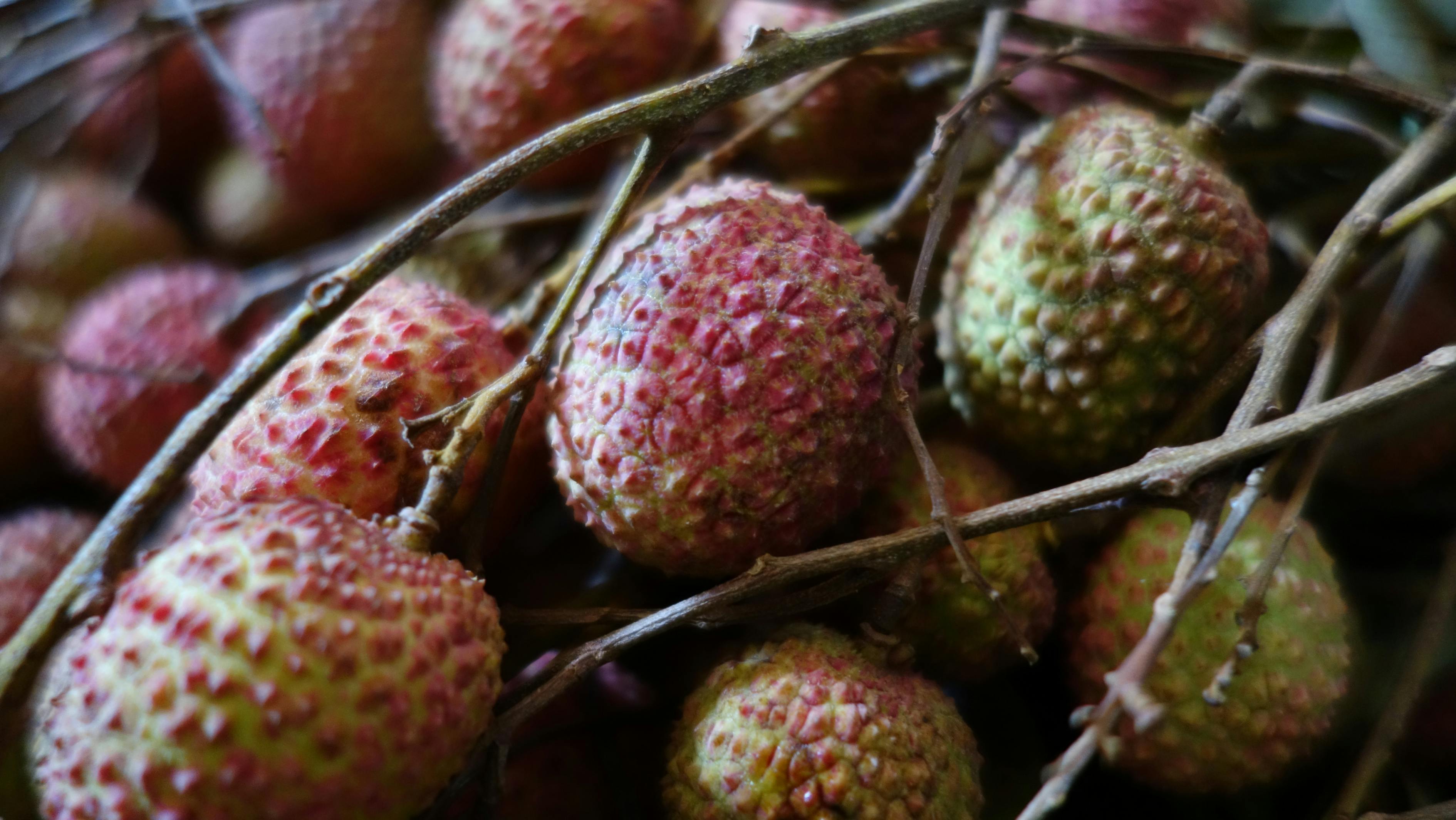 杨桃资讯,探索独特魅力,领略杨桃世界