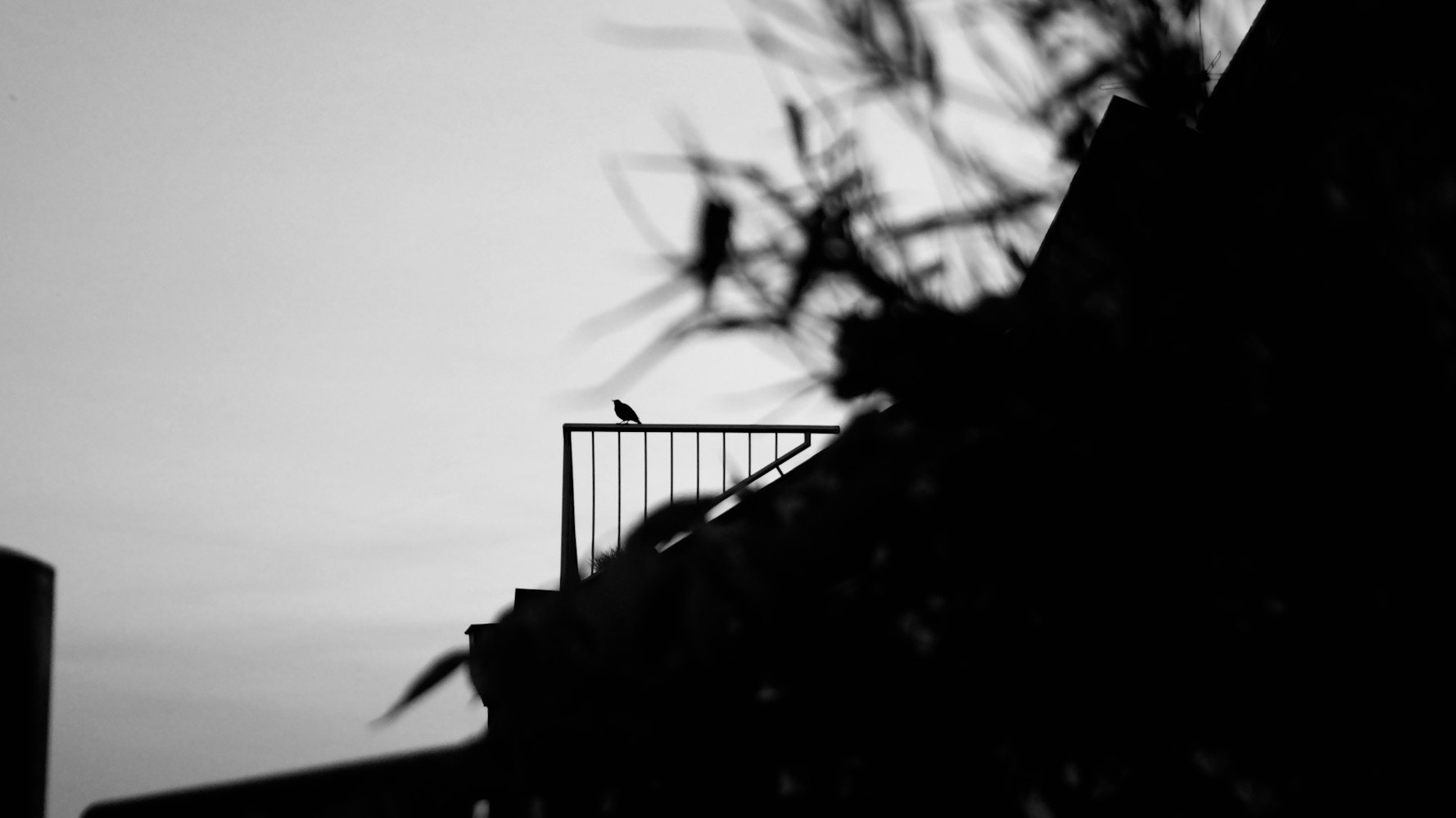 黑白最新篇章,揭开未知世界的神秘面纱