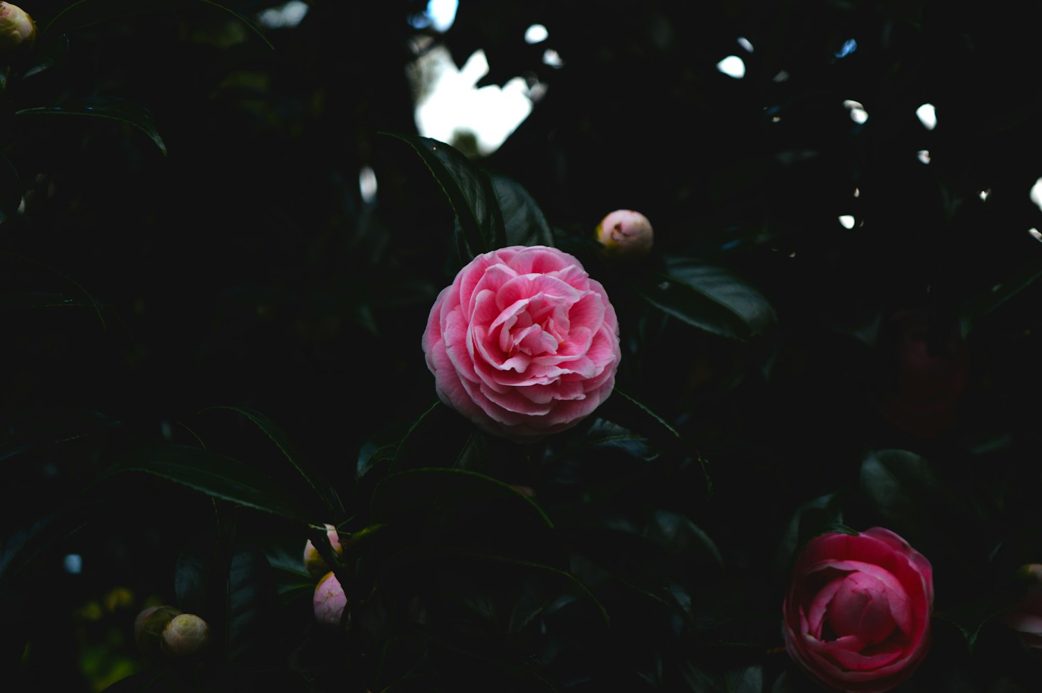 动漫壁纸探索,唯美世界的极致魅力与全新境界