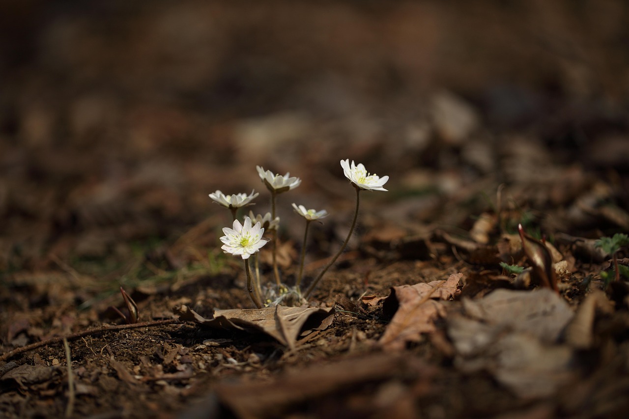 众安山水苑最新动态揭秘,未来美好蓝图展望