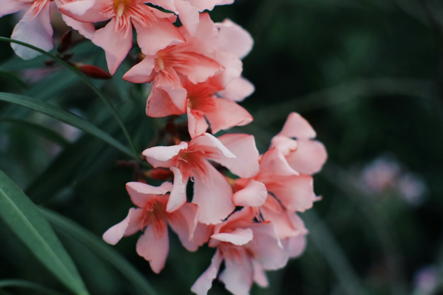 相内梨花绽放,美丽、文化与传承的交融