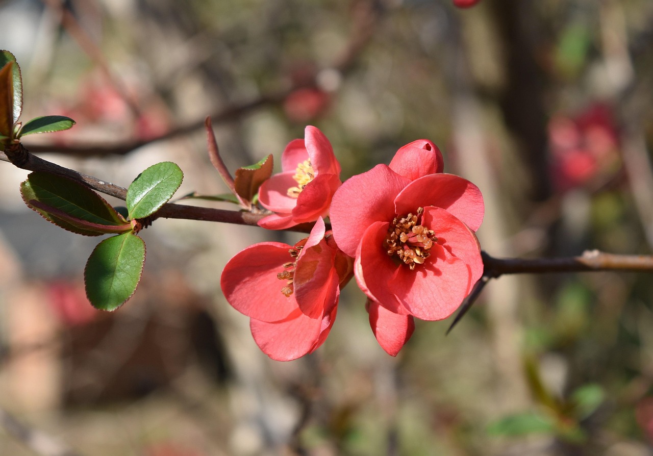 葱价最新信息,市场动态、影响因素及未来趋势深度解析