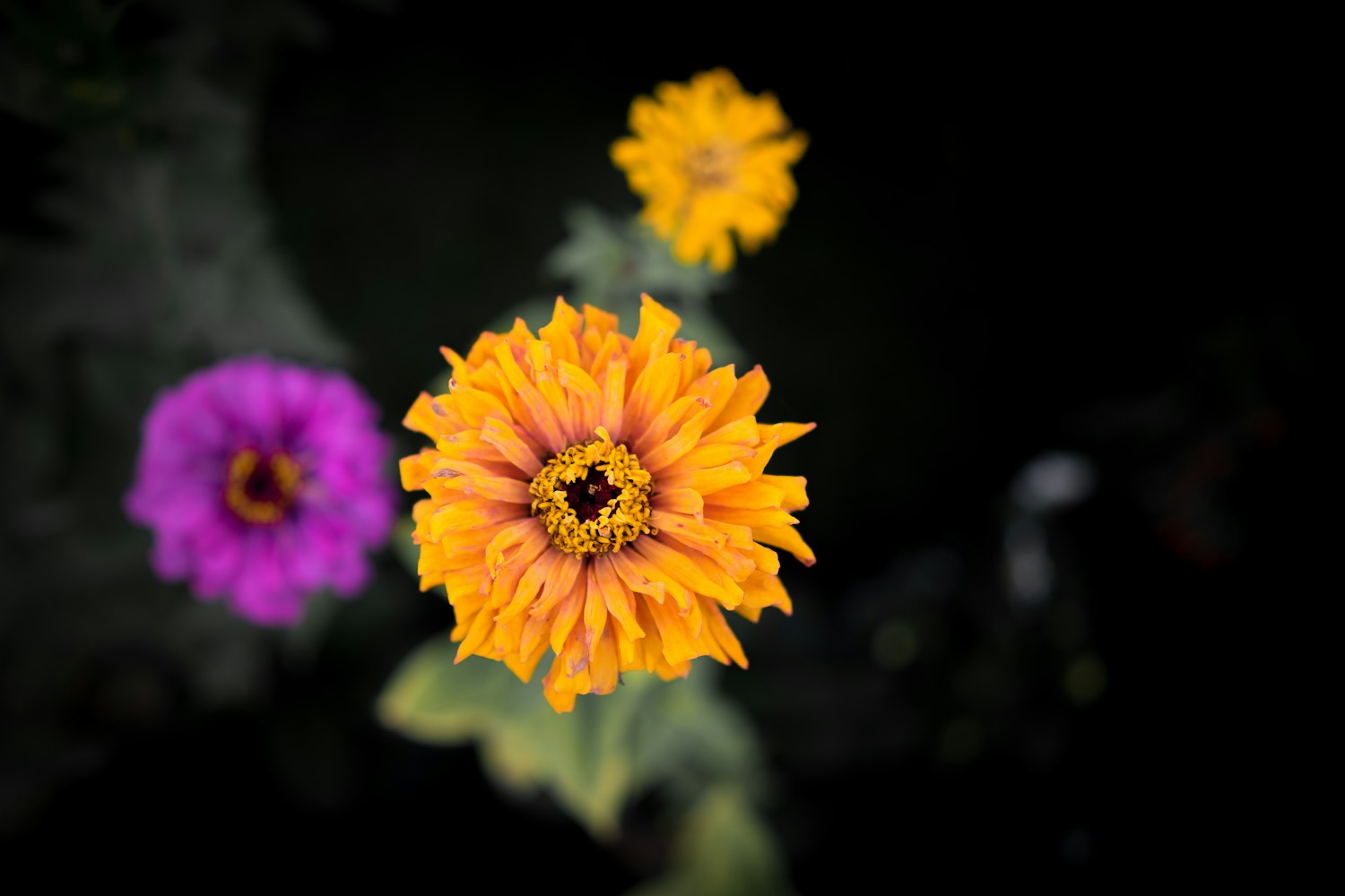 演员边菊,演艺之路的闪耀之星