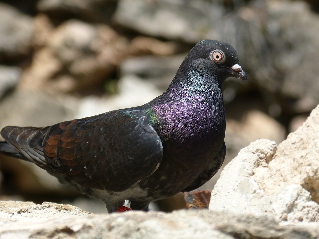 飞翔的竞技艺术,鸽子比赛精彩瞬间回顾