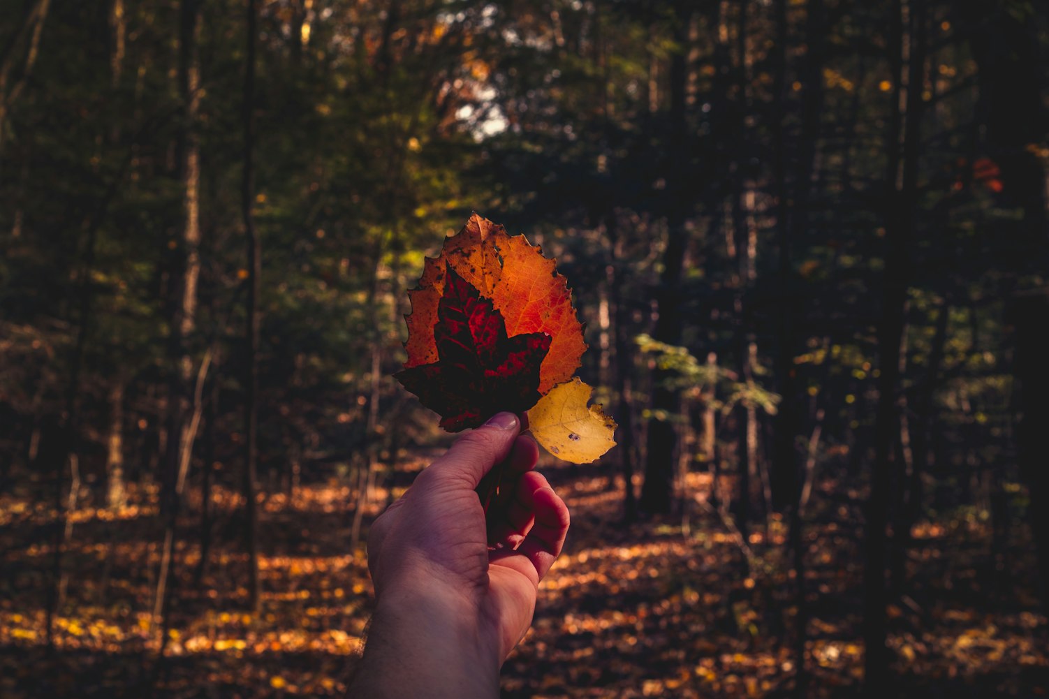 探索未知领域的冒险之旅，偷偷撸2015最新版