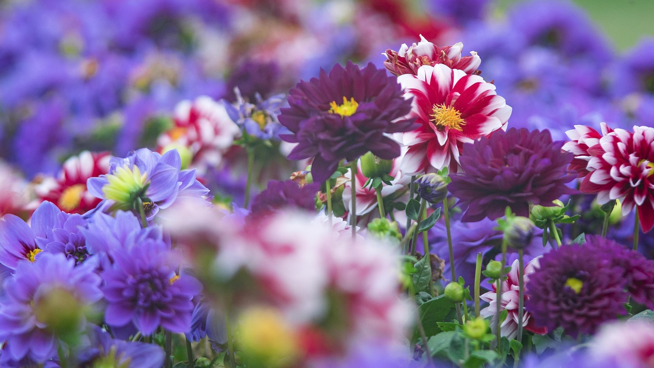 最新桃花美景,绽放的生命之歌盛典