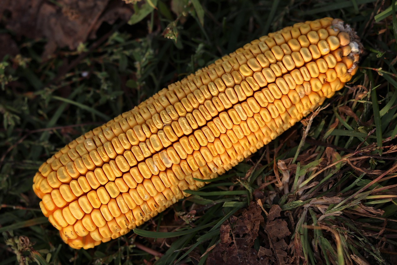 山西玉米价格行情更新及深度分析