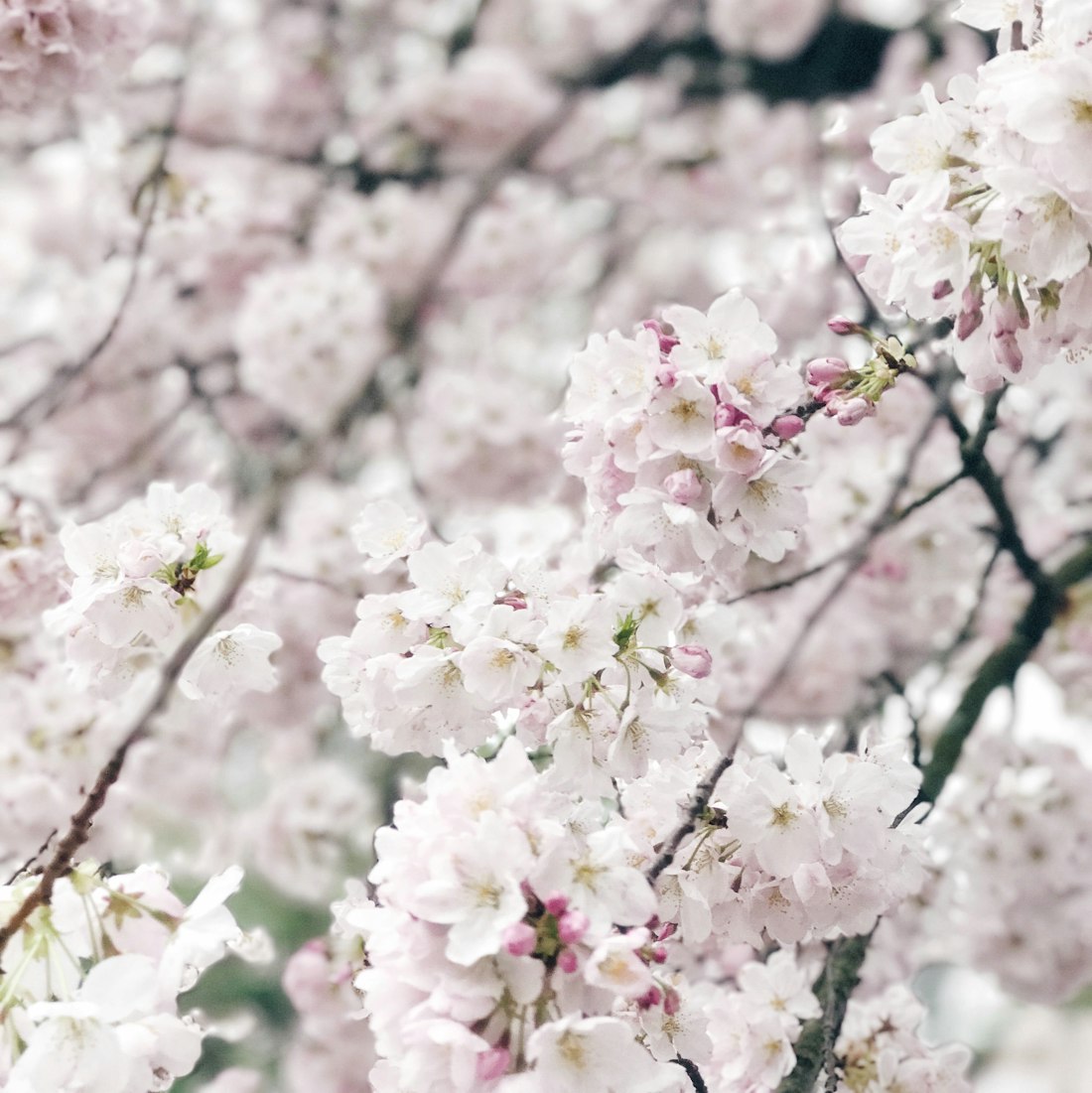 情侣头像动漫女,美好情感交织的探索之旅