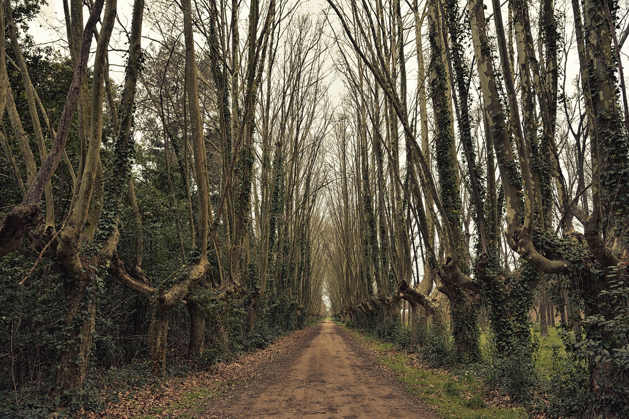 合作社最新动态,创新模式探索与持续发展路径展望