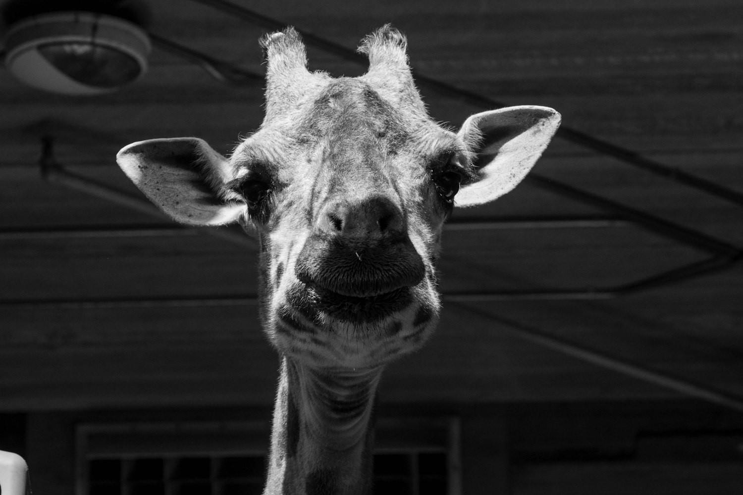 黑山羊羊苗价格行情详解与趋势分析