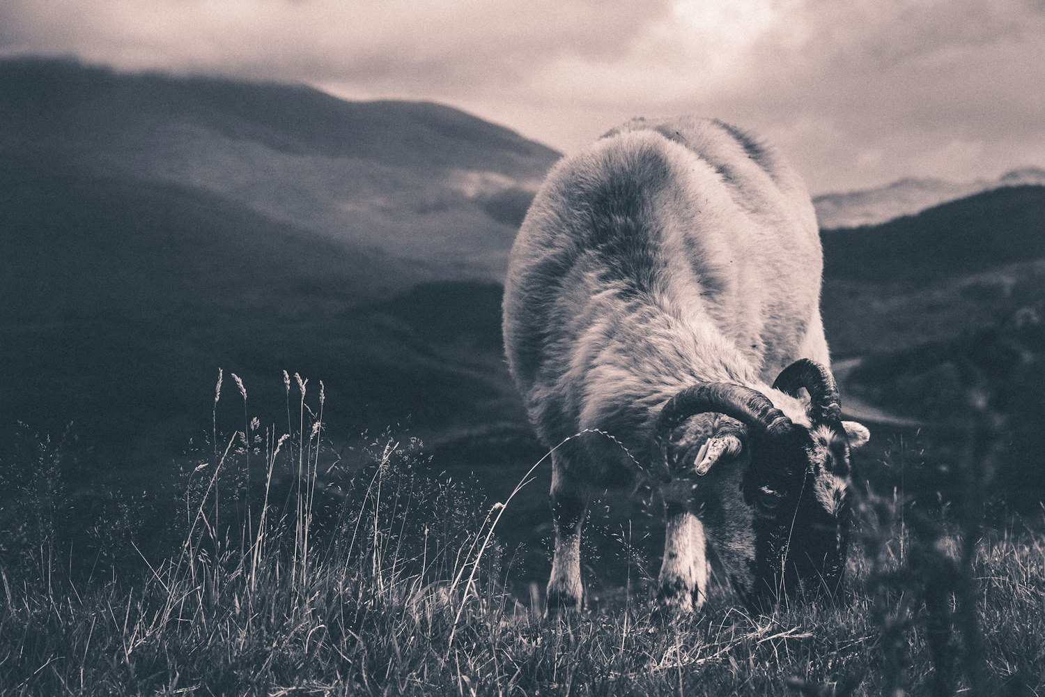 黑山羊羊苗价格行情详解与趋势分析