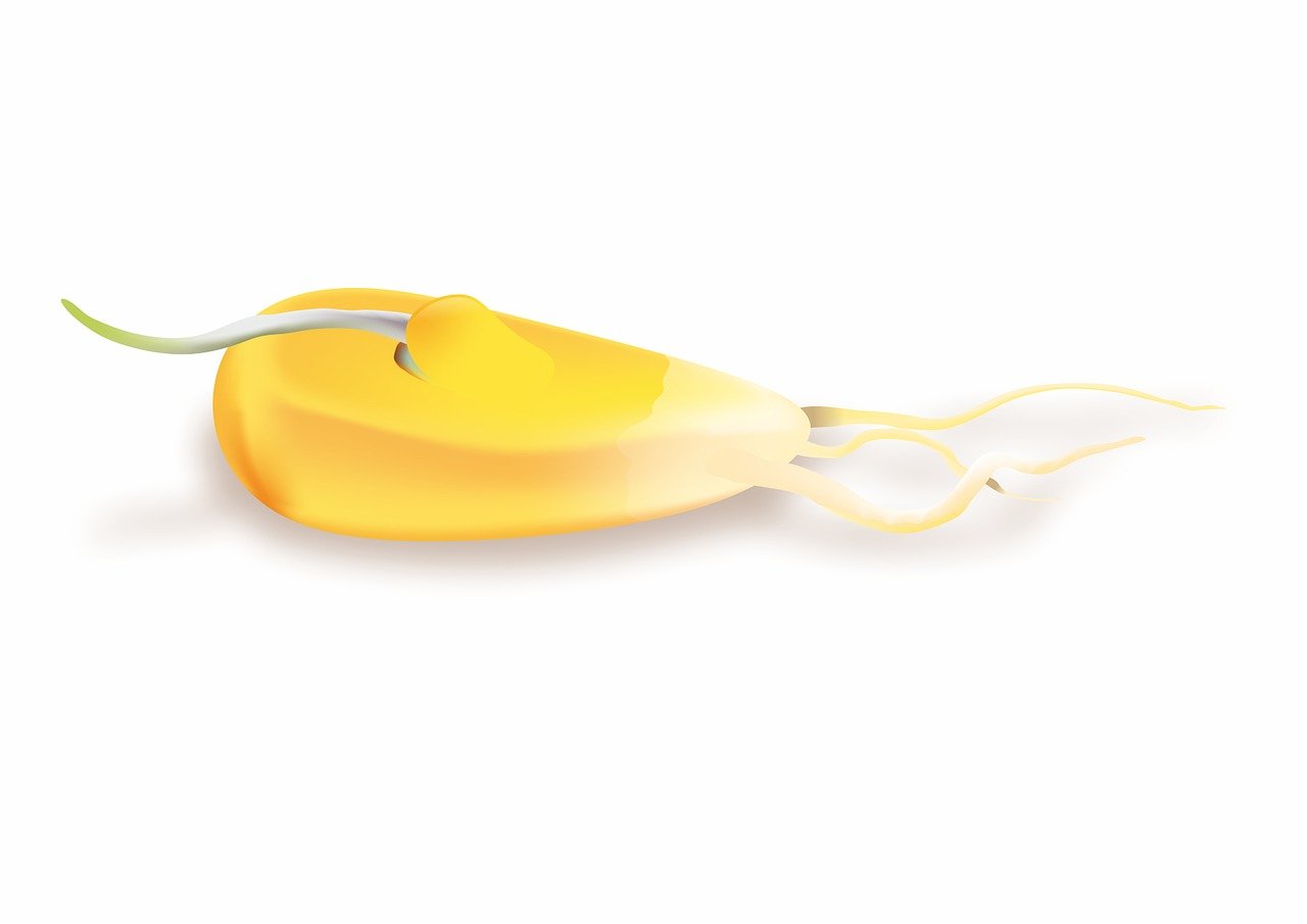 饭冈佳奈子最新动态,饭冈佳奈子最新动态，探寻其在娱乐产业的崭新足迹