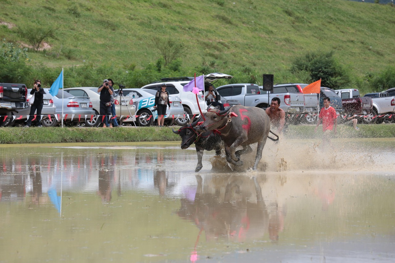 靖西山歌比赛，传统之声与现代魅力的激情碰撞