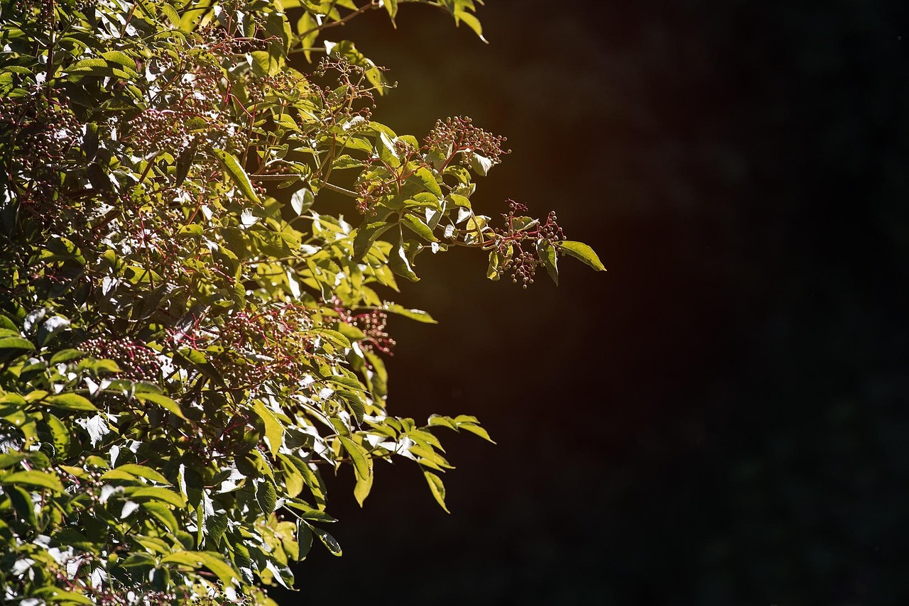 网易最新资讯,引领数字时代新闻前沿动态