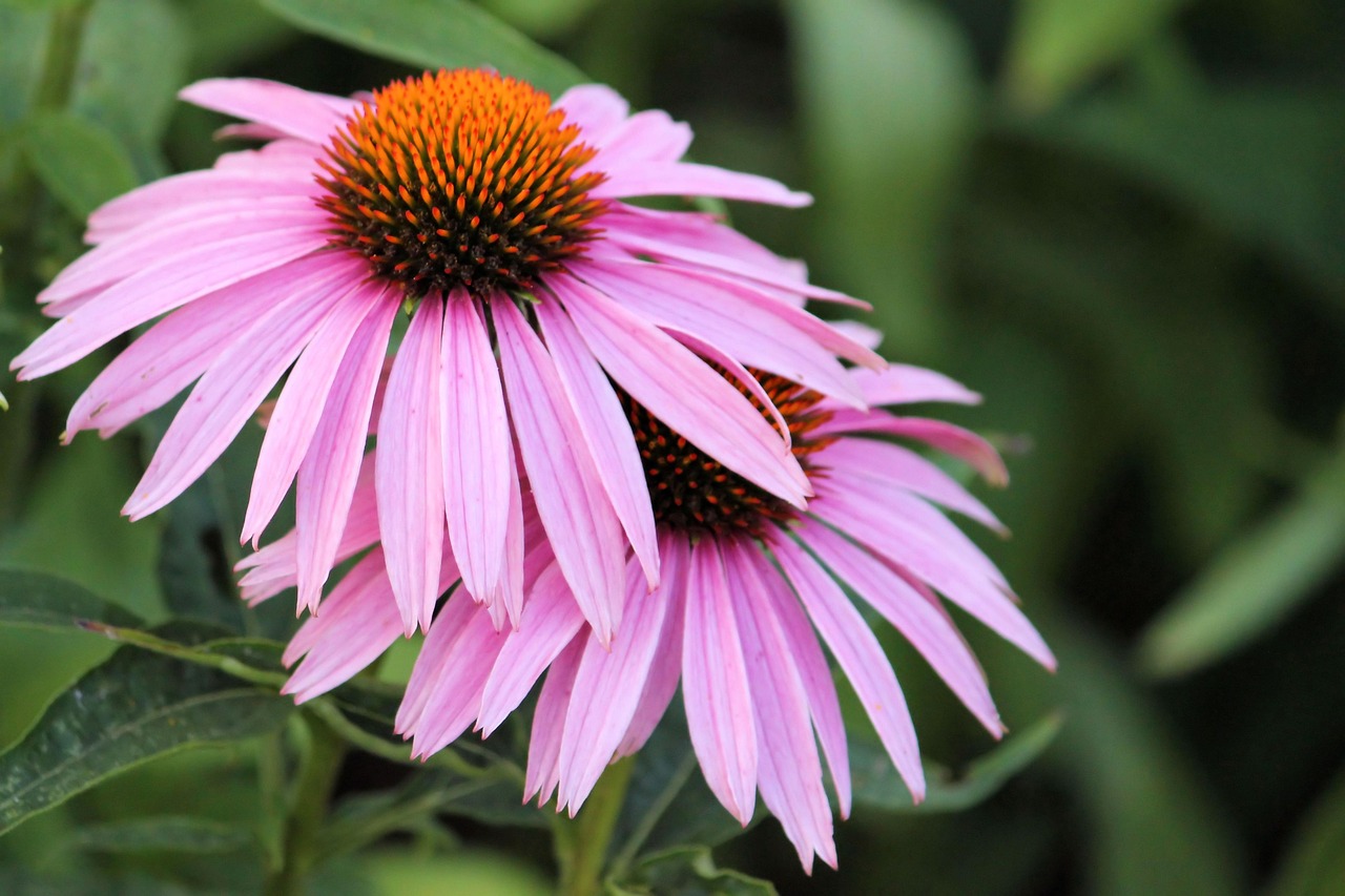 长寿花新品种惊艳亮相,展现生命新美篇章