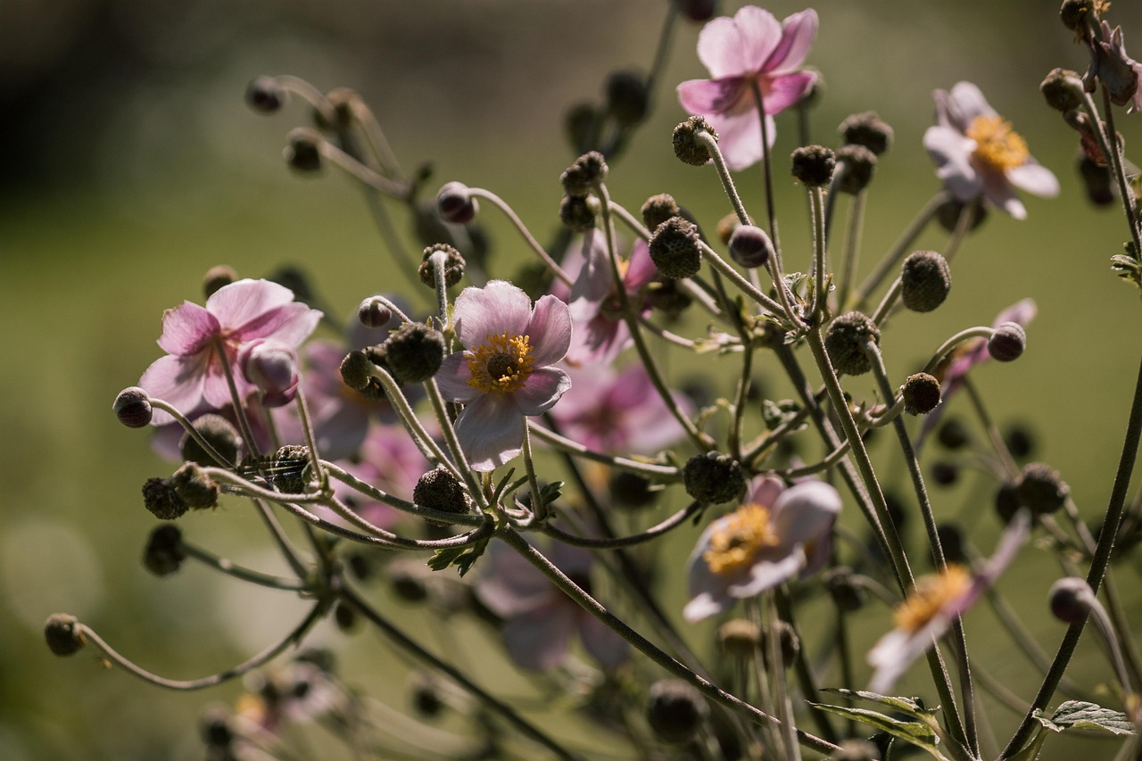 昆明地区肺炎疫情最新动态及应对策略